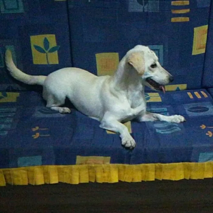 Cachorro ra a Sem raça definida idade 1 ano nome Lorelay