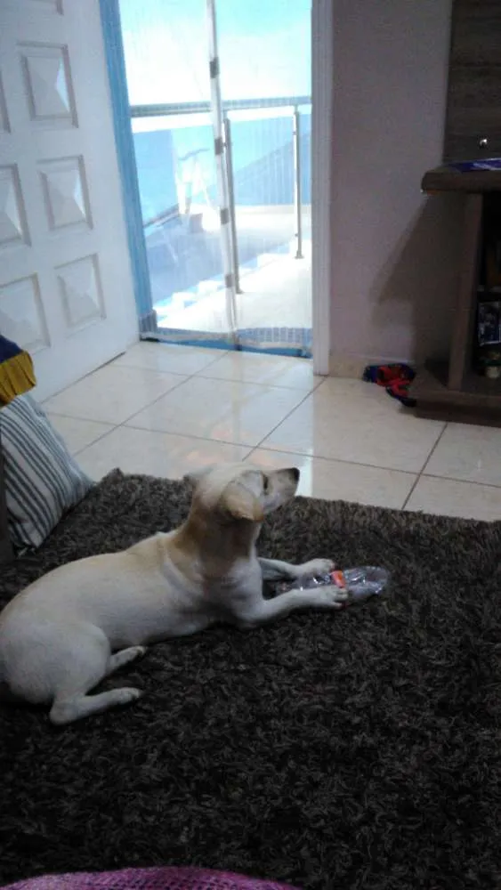 Cachorro ra a Sem raça definida idade 1 ano nome Lorelay