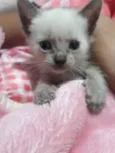 Gatinhos sem nomes