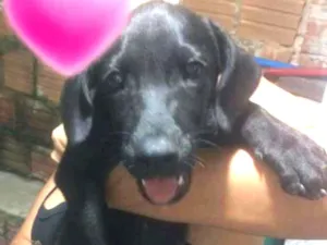 Cachorro raça Mestiço  idade 2 a 6 meses nome Luna