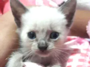 Gato raça sem raça idade 2 a 6 meses nome Gatinhos sem nomes