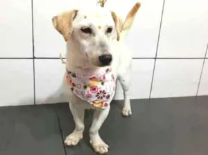 Cachorro raça Sem raça definida idade 1 ano nome Lorelay