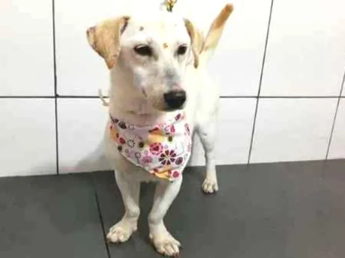 Cachorro ra a Sem raça definida idade 1 ano nome Lorelay