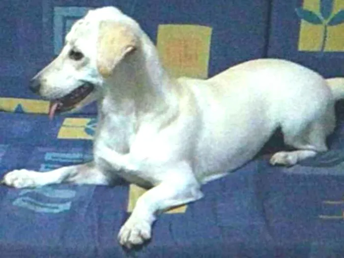 Cachorro ra a Sem raça definida idade 1 ano nome Lorelay