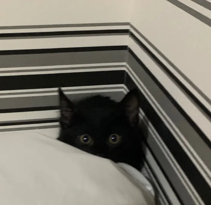 Gato ra a SRD idade 2 a 6 meses nome BLUE