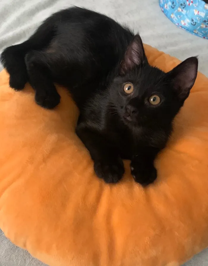 Gato ra a SRD idade 2 a 6 meses nome BLUE
