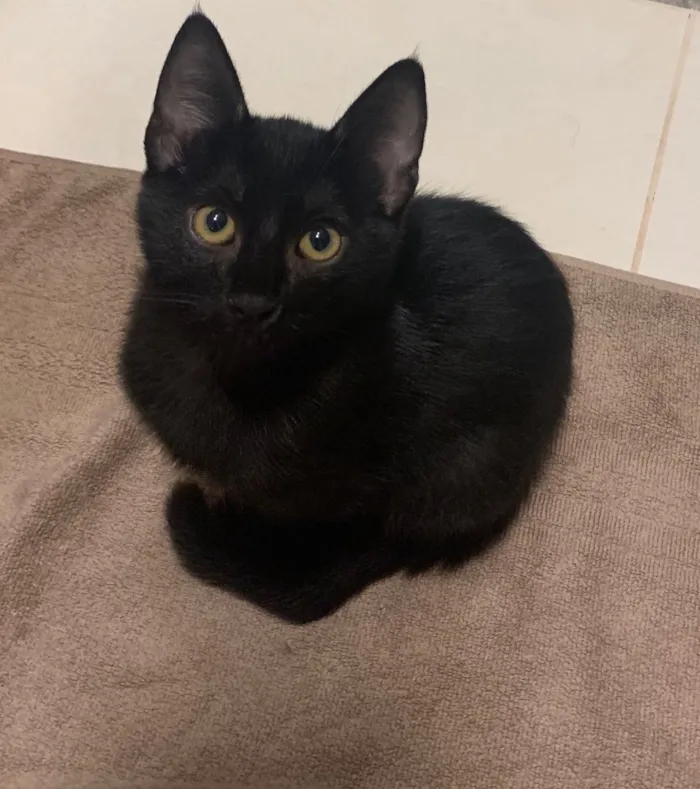 Gato ra a SRD idade 2 a 6 meses nome BLUE