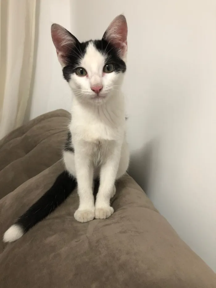 Gato ra a SRD idade 2 a 6 meses nome Ainda não tem nome 