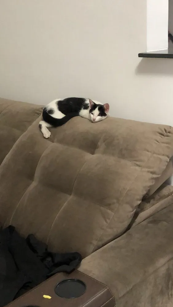 Gato ra a SRD idade 2 a 6 meses nome Ainda não tem nome 
