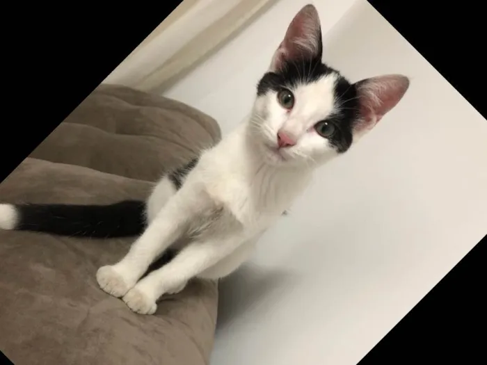 Gato ra a SRD idade 2 a 6 meses nome Ainda não tem nome 