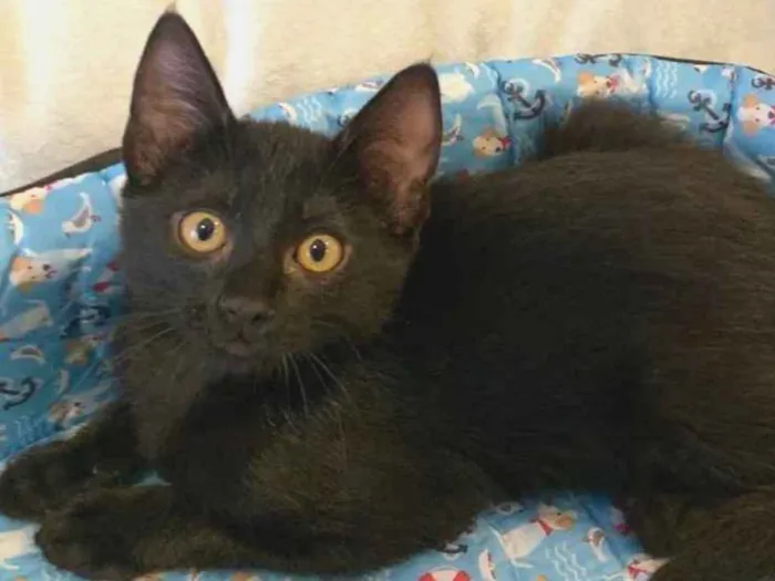 Gato ra a SRD idade 2 a 6 meses nome BLUE