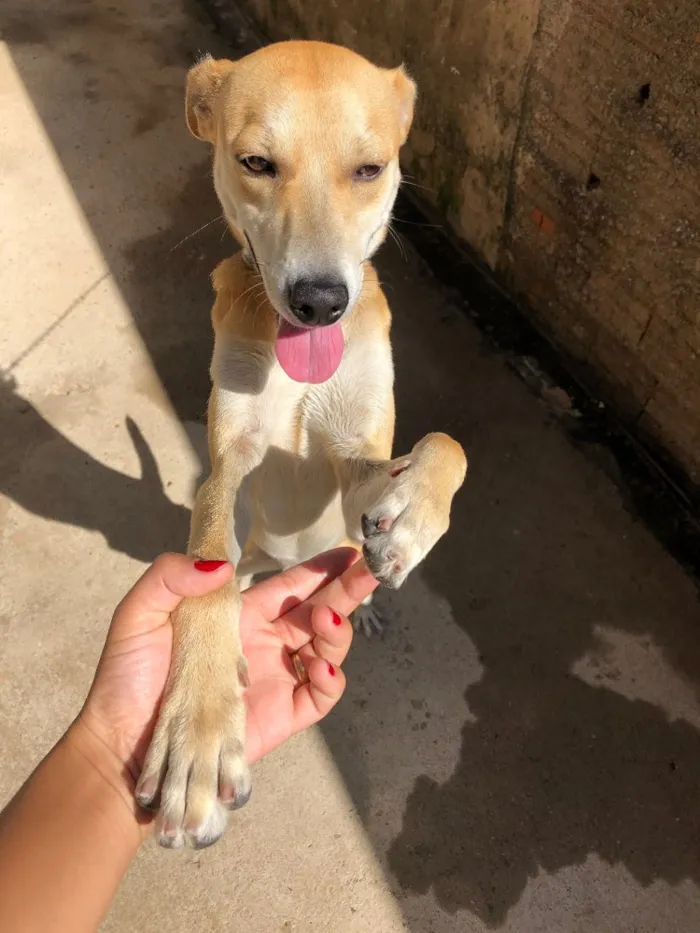 Cachorro ra a Sem raça idade 7 a 11 meses nome Fred