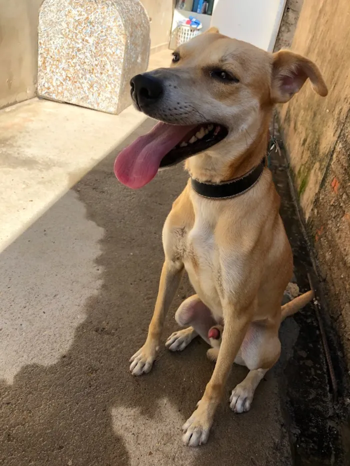 Cachorro ra a Sem raça idade 7 a 11 meses nome Fred