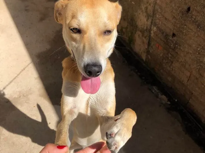 Cachorro ra a Sem raça idade 7 a 11 meses nome Fred