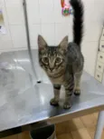 Tom