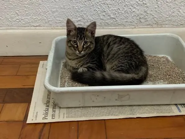 Gato ra a SRD idade 2 a 6 meses nome Tom 