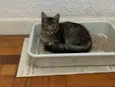 Tom
