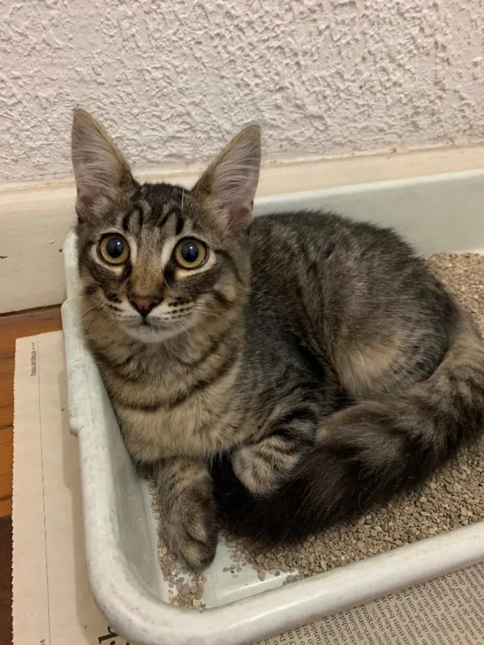 Gato ra a SRD idade 2 a 6 meses nome Tom 