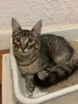 Tom