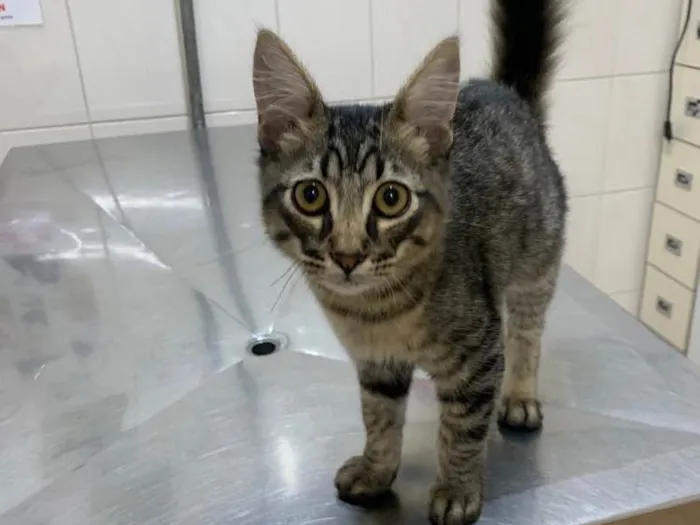 Gato ra a SRD idade 2 a 6 meses nome Tom 
