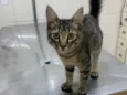 Tom
