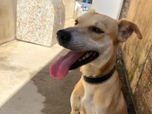 Cachorro raça Sem raça idade 7 a 11 meses nome Fred