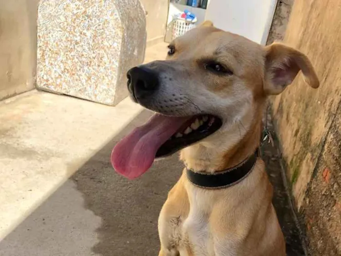 Cachorro ra a Sem raça idade 7 a 11 meses nome Fred