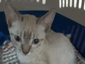 Gato raça Srd idade Abaixo de 2 meses nome Agripino