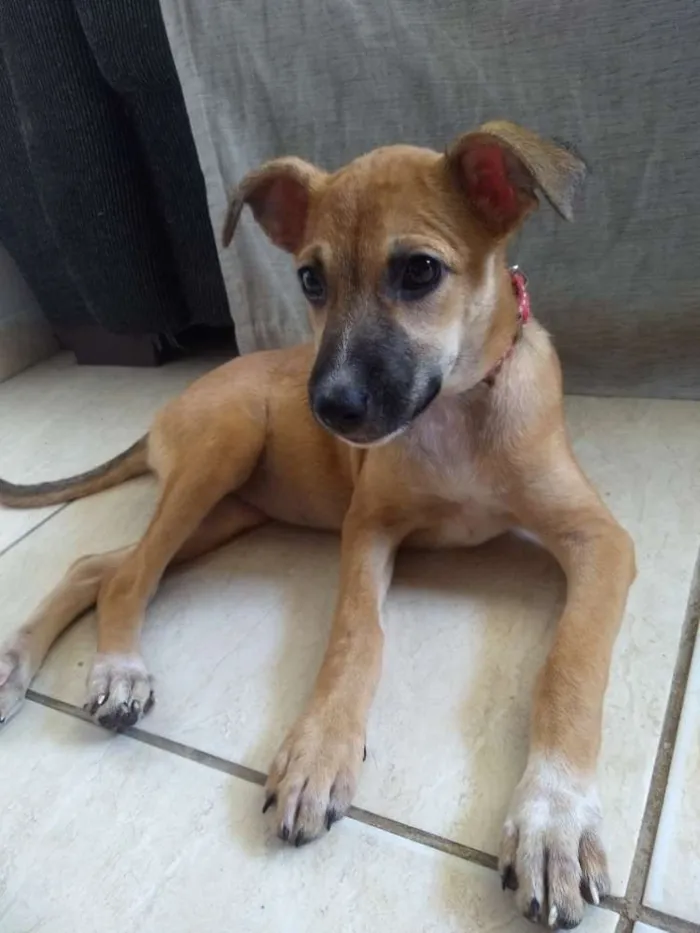 Cachorro raça Vira-lata idade 2 a 6 meses nome Meg
