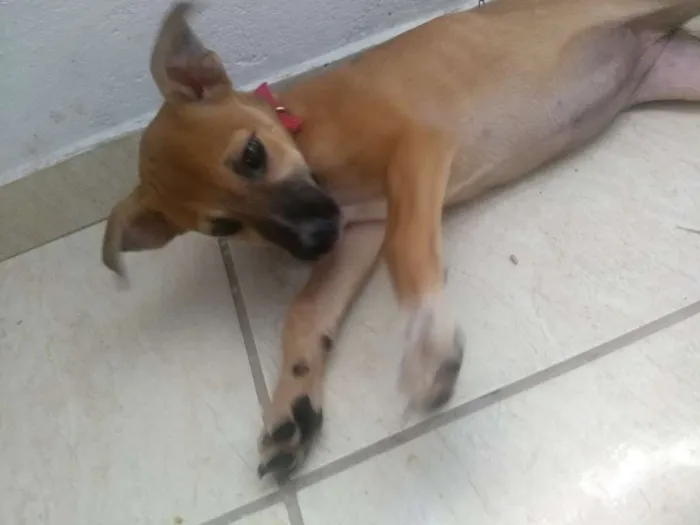 Cachorro raça Vira-lata idade 2 a 6 meses nome Meg