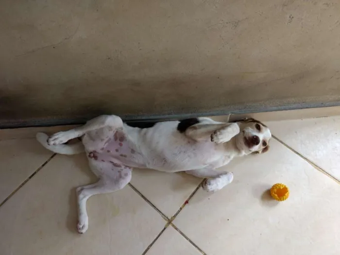 Cachorro ra a Vira lata idade 7 a 11 meses nome Cachorrinha