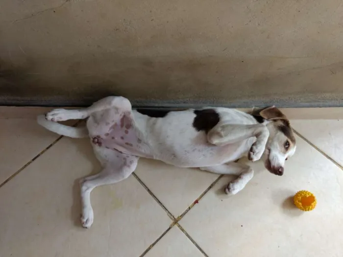 Cachorro ra a Vira lata idade 7 a 11 meses nome Cachorrinha