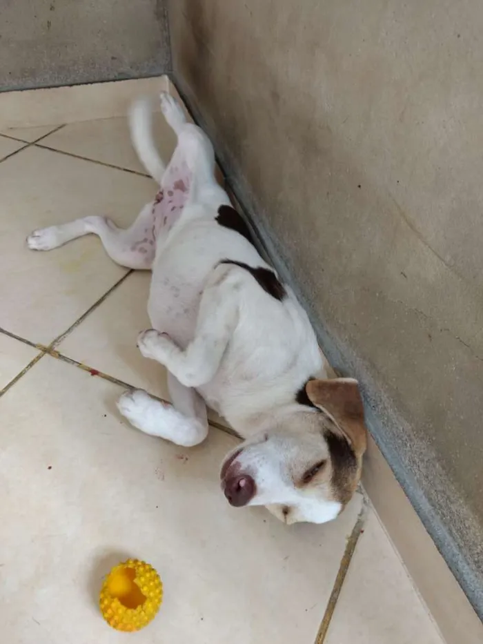 Cachorro ra a Vira lata idade 7 a 11 meses nome Cachorrinha