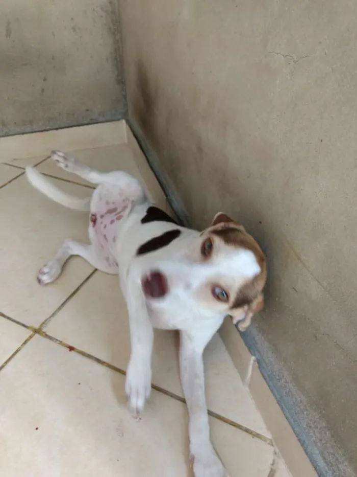 Cachorro ra a Vira lata idade 7 a 11 meses nome Cachorrinha