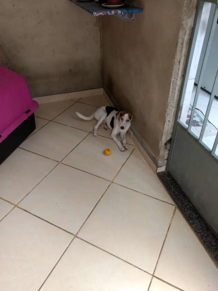 Cachorro ra a Vira lata idade 7 a 11 meses nome Cachorrinha