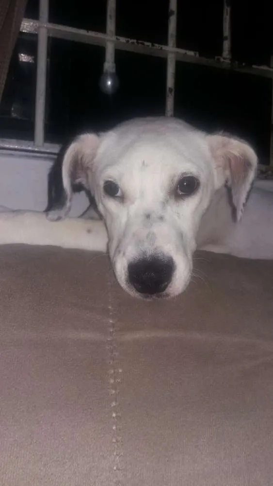 Cachorro raça Dalmata idade 7 a 11 meses nome Nina