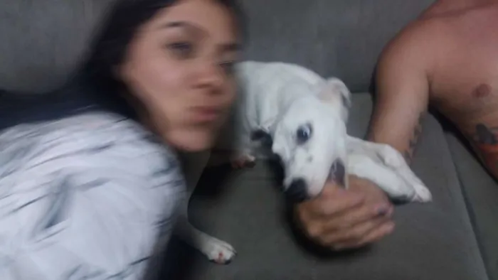 Cachorro raça Dalmata idade 7 a 11 meses nome Nina