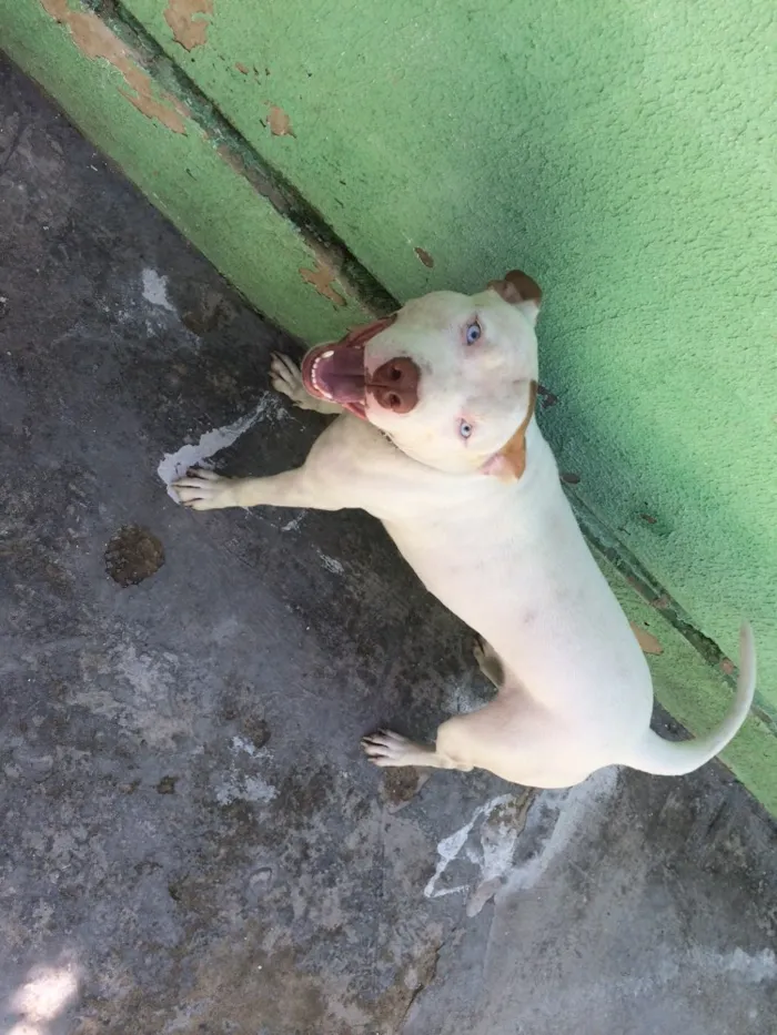 Cachorro ra a Pitbull  idade 1 ano nome Thor