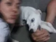 Cachorro raça Dalmata idade 7 a 11 meses nome Nina