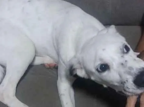 Cachorro raça Dalmata idade 7 a 11 meses nome Nina