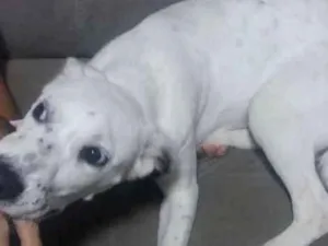 Cachorro raça Dalmata idade 7 a 11 meses nome Nina