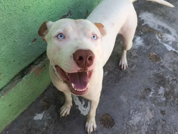 Cachorro ra a Pitbull  idade 1 ano nome Thor