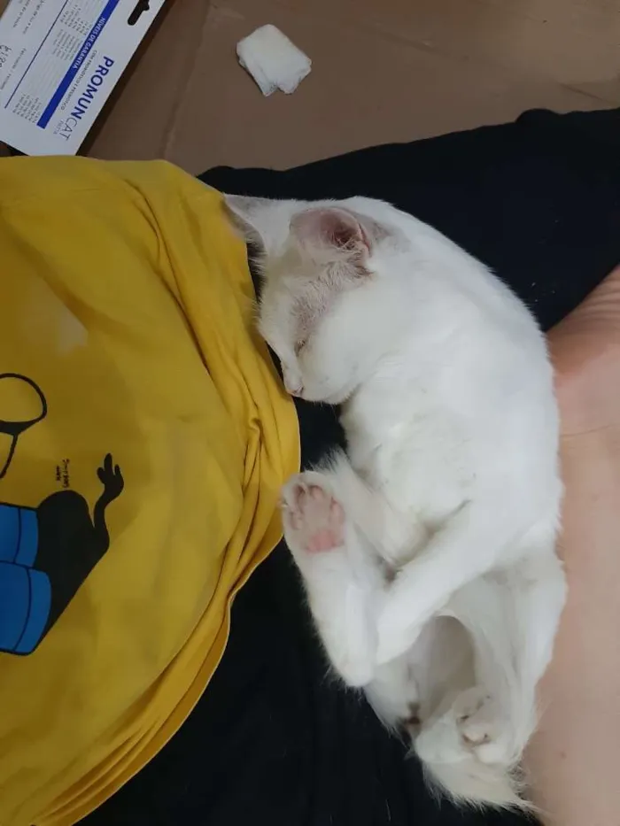 Gato ra a Sem raça idade 7 a 11 meses nome Zelda