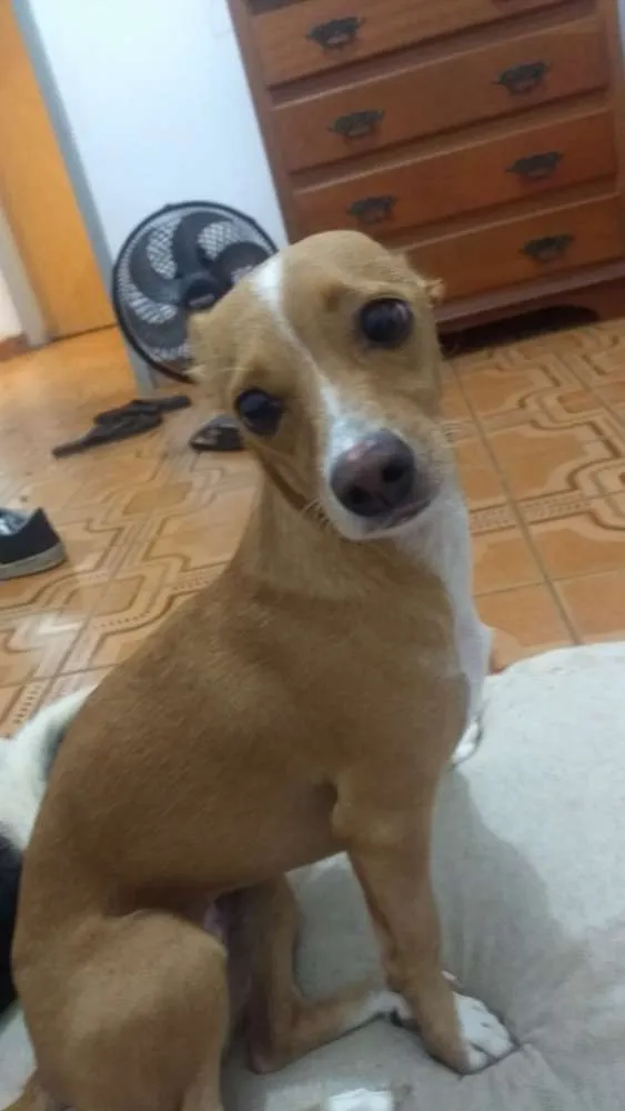 Cachorro ra a Vira lata idade 1 ano nome Lupita