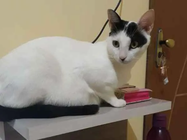 Gato ra a  idade 3 anos nome Delegado