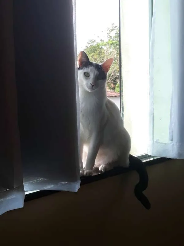 Gato ra a  idade 3 anos nome Delegado