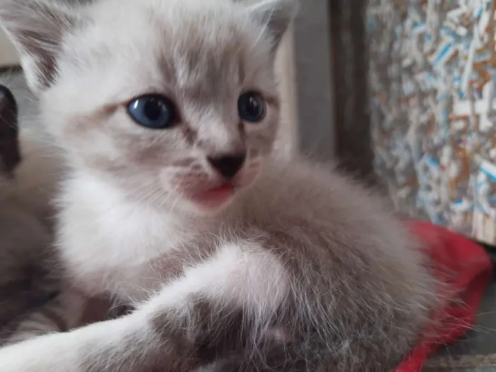 Gato ra a Sem raça  idade Abaixo de 2 meses nome Gato