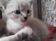 Gato