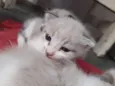 Gato