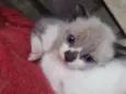 Gato